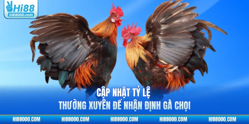 Cập nhật tỷ lệ thường xuyên để nhận định gà chọi