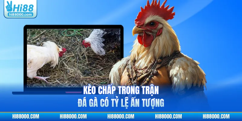 Kèo chấp trong trận đá gà có tỷ lệ ấn tượng