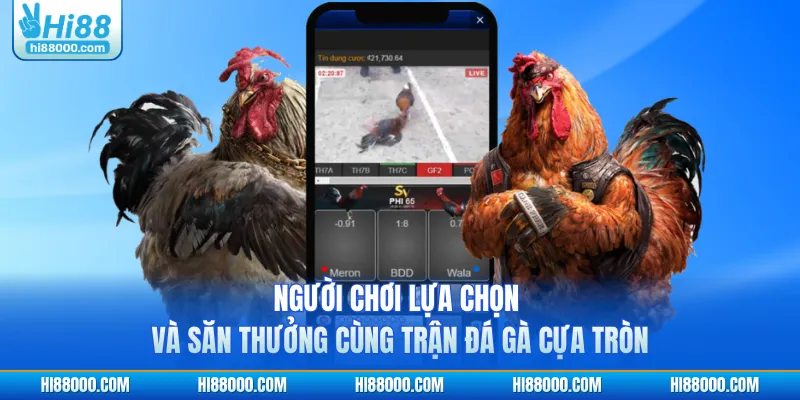 Người chơi lựa chọn và săn thưởng cùng trận đá gà cựa tròn