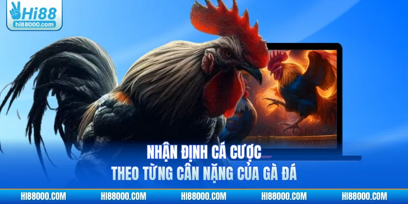 Nhận định cá cược theo từng cân nặng của gà đá